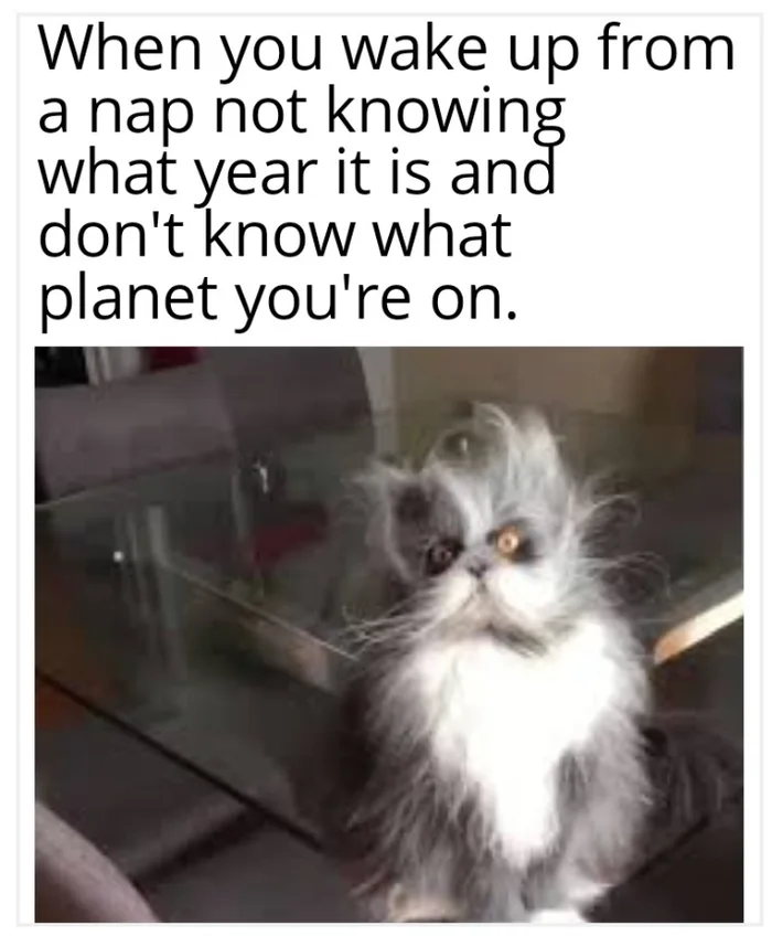 nap meme